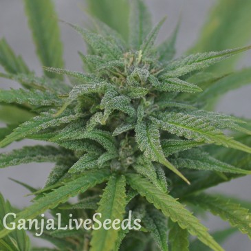 Hard Day feminied Ganja Seeds