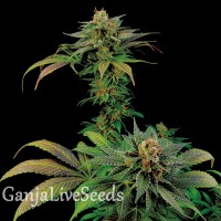 White Widow x Somango feminised Ganja Seeds