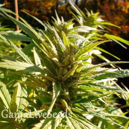 Cheese feminised Ganja Seeds