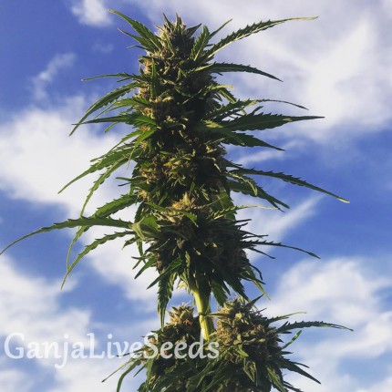 Amnesia Gold feminised GanjaLiveSeeds