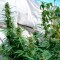 Семена марихуаны недорого Durban Poison