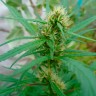 Качественные семена марихуаны недорого Durban Poison
