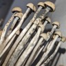 споры псилоцибиновый гриб Panaeolus Cyanescens Hawaii