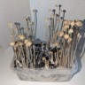 купить споры псилоцибиновых грибов Panaeolus Cyanescens Hawaii