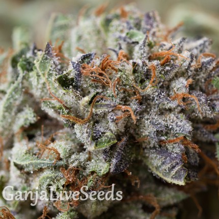 Chill OM feminised Ganja Seeds