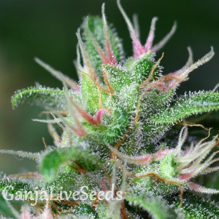 Chill OM feminised Ganja Seeds
