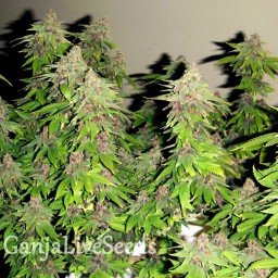 Chill OM feminised Ganja Seeds