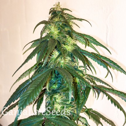 Mama Mia feminised Ganja Seeds