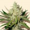 где можно заказать семена конопли Amnesia Haze feminised Ganja Live Seeds