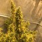 Семена марихуаны Auto Big Bud XXL feminised Ganja Seeds