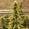 Недорогие семена марихуаны Auto Big Bud XXL feminised Ganja Seeds