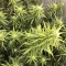Качественные семена марихуаны Auto Big Bud XXL feminised Ganja Seeds