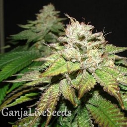 Deep Sleep feminised Ganja Seeds
