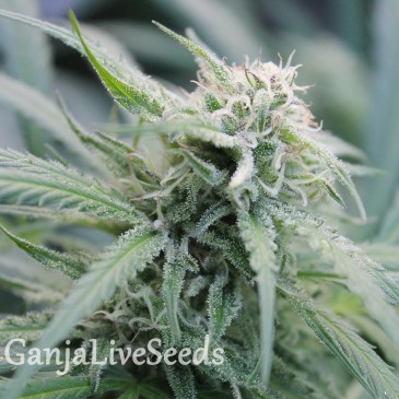 Water Lilly feminised Ganja Seeds