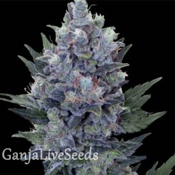 Auto Northern Lights x Blue feminised Ganja Seeds