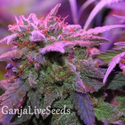 Critical Sensi Star feminised Ganja Seeds