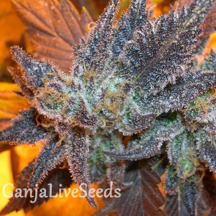 Auto Purple feminised GanjaLiveSeeds