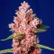 Семена каннабиса Tropicanna Poison feminised Ganja Seeds Fast Version
