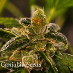 Massive Skunk feminised Ganja Seeds