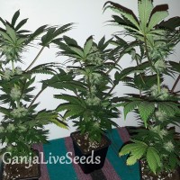 Black Domina feminised GanjaLiveSeeds