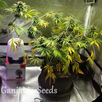 Black Domina feminised GanjaLiveSeeds
