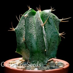 Astrophytum ornatum hybrid