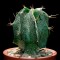 Семена кактуса Astrophytum ornatum hybrid