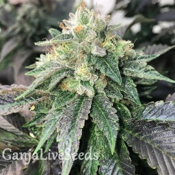Spaceman Skunk feminised Ganja Seeds