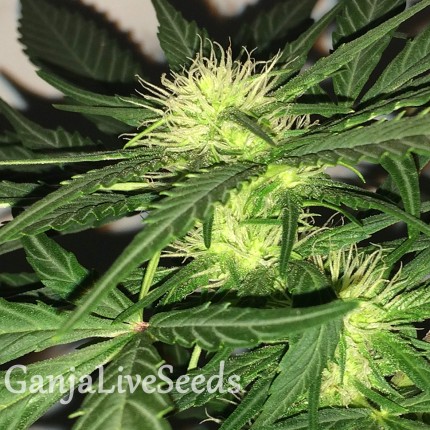 Auto AK-77V feminised Victory Seeds