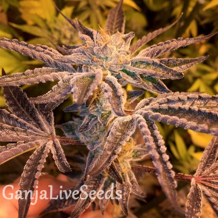 Girl Scout Cookies feminised Ganja Seeds