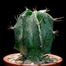 Купить семена кактусов Astrophytum ornatum MIX