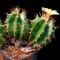 Семена кактусов Astrophytum ornatum MIX