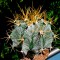 Недорогие семена кактусов Astrophytum ornatum MIX