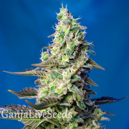 Green Poison feminised GanjaLiveSeeds
