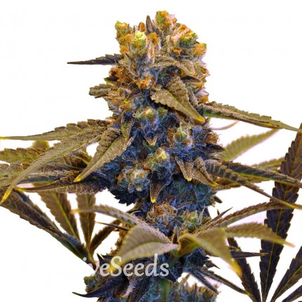Auto New York Diesel feminised Ganja Seeds