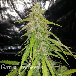 Auto New York Diesel feminised Ganja Seeds