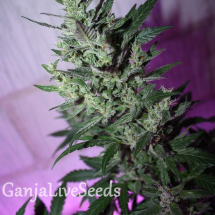 MI5 feminised Ganja Seeds