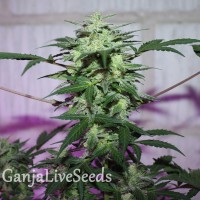 MI5 feminised Ganja Seeds