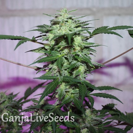 MI5 feminised Ganja Seeds
