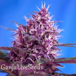 Blueberry feminised GanjaLiveSeeds