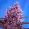 семена конопли Blueberry feminised Ganja Live Seeds