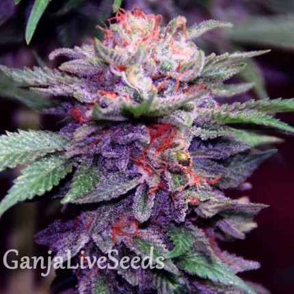 Blueberry feminised GanjaLiveSeeds
