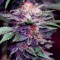 где заказать семена конопли Blueberry feminised Ganja Live Seeds