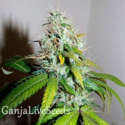 Auto Amnesia feminised Victory Seeds