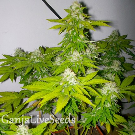 Auto Amnesia feminised Victory Seeds
