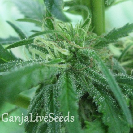 Afghan Haze feminised GanjaLiveSeeds