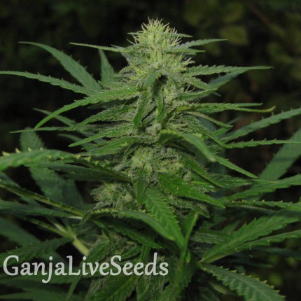 Afghan Haze feminised GanjaLiveSeeds