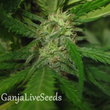 Afghan Haze feminised GanjaLiveSeeds