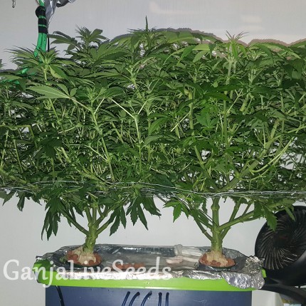 Afghan Haze feminised GanjaLiveSeeds