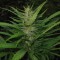 феминизированные семена конопли Afghan Haze
